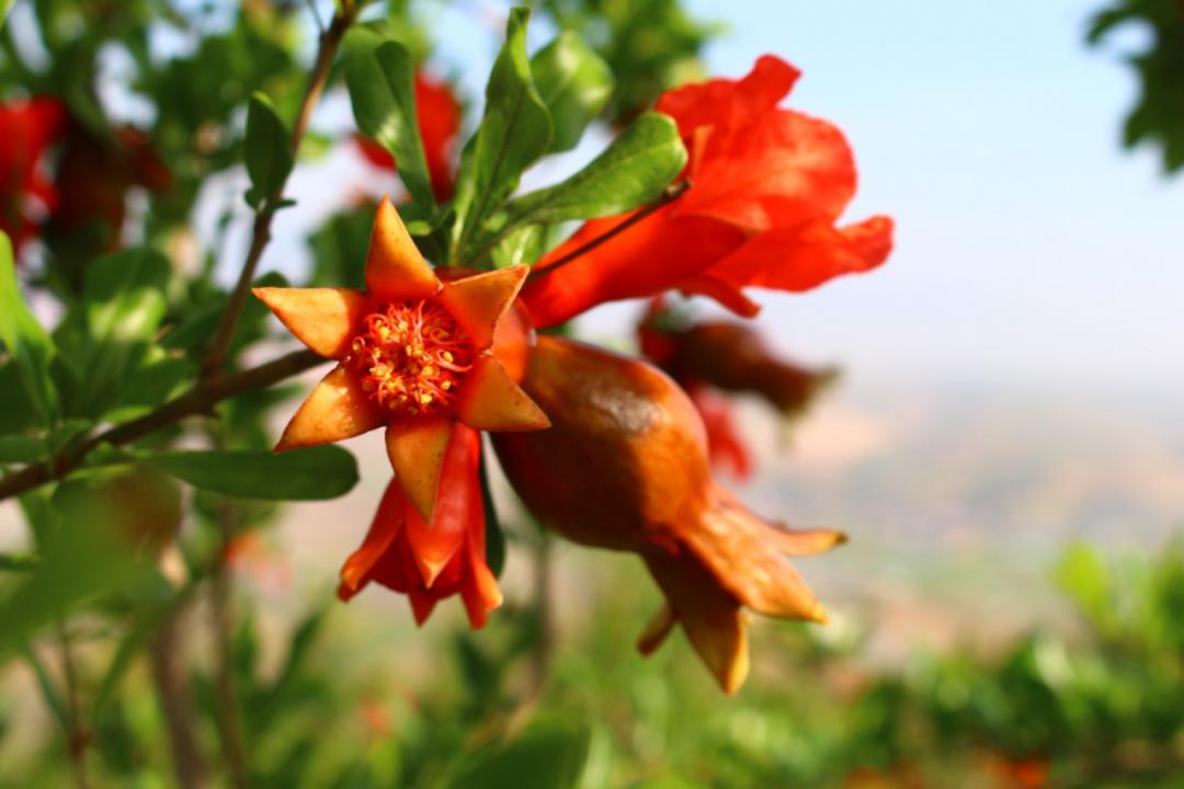 突尼斯软籽石榴雅诗兰黛,突尼斯石榴口感好吗