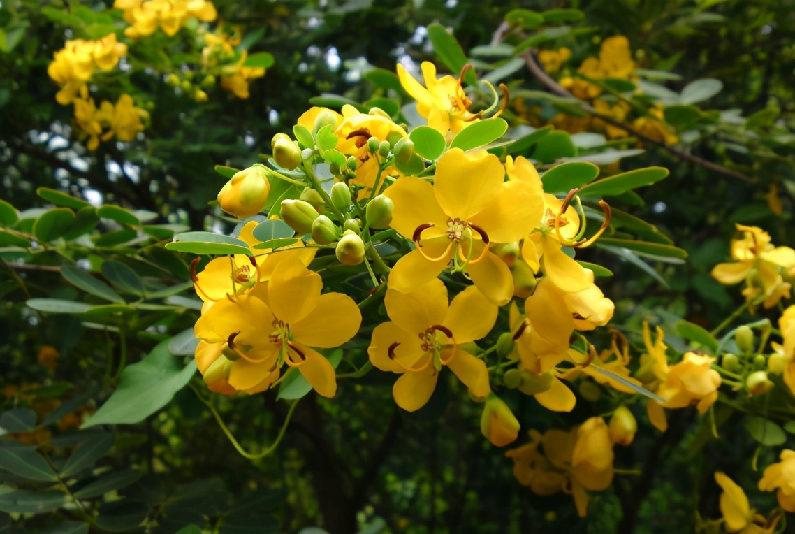 蛇到底怕雄黄是真的吗,为什么蛇害怕雄黄粉