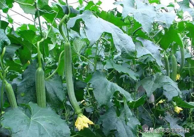 丝瓜水真有那么神奇吗,纯天然的丝瓜水有什么用处啊