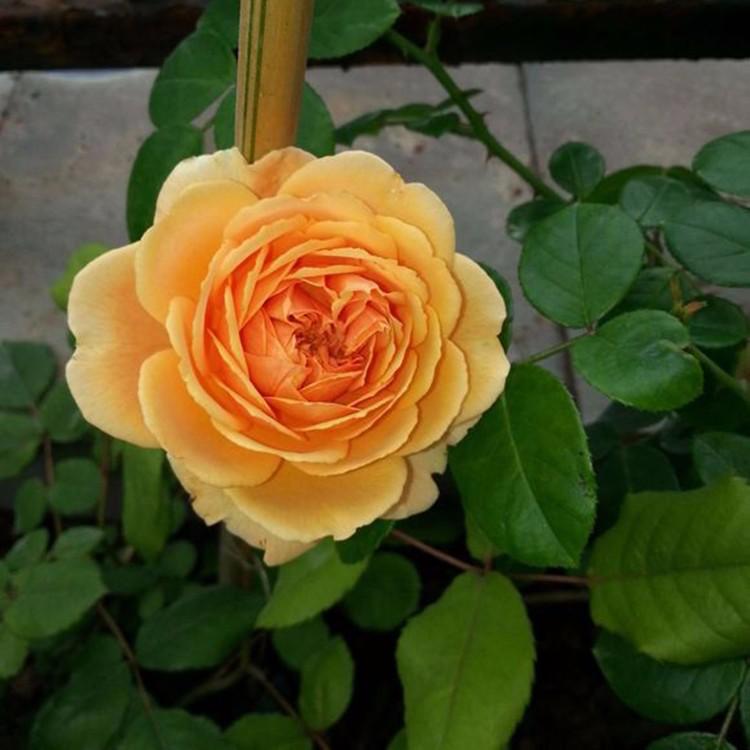 月季水浇多了烂根怎么补救,月季闷根和肥害