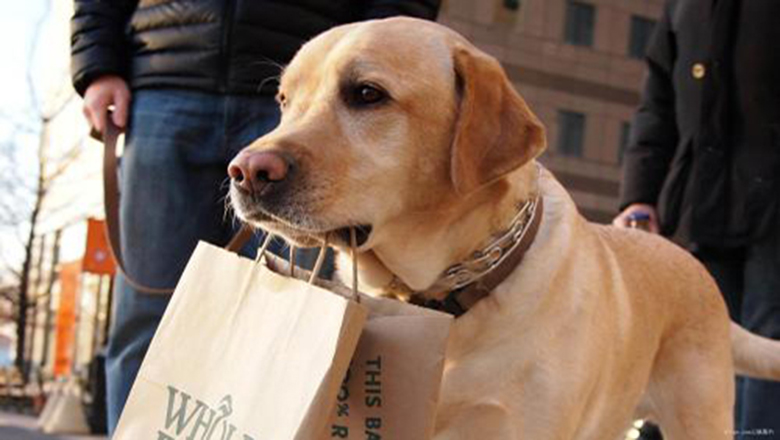 领养狗狗可以挑选品种和年龄么,领养狗狗要领养什么样子的好