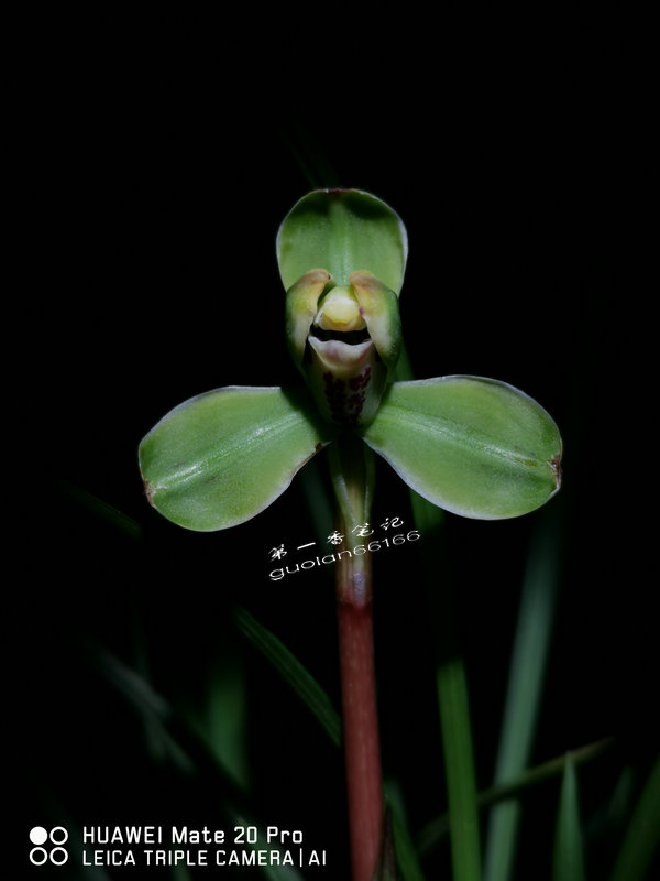 524:兰花的小草大草之说所牵引出的话题