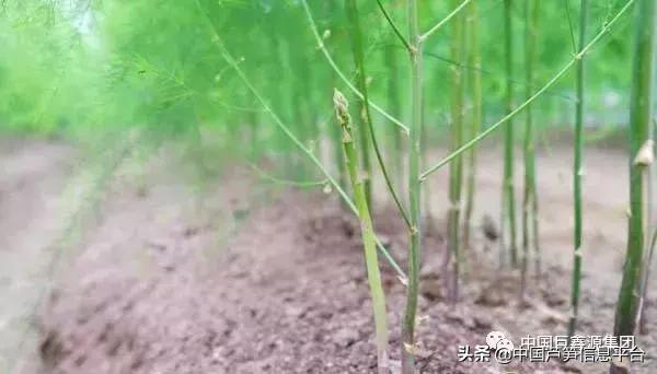 芦笋的种植方法及管理技术,优质芦笋高产防病技术200问
