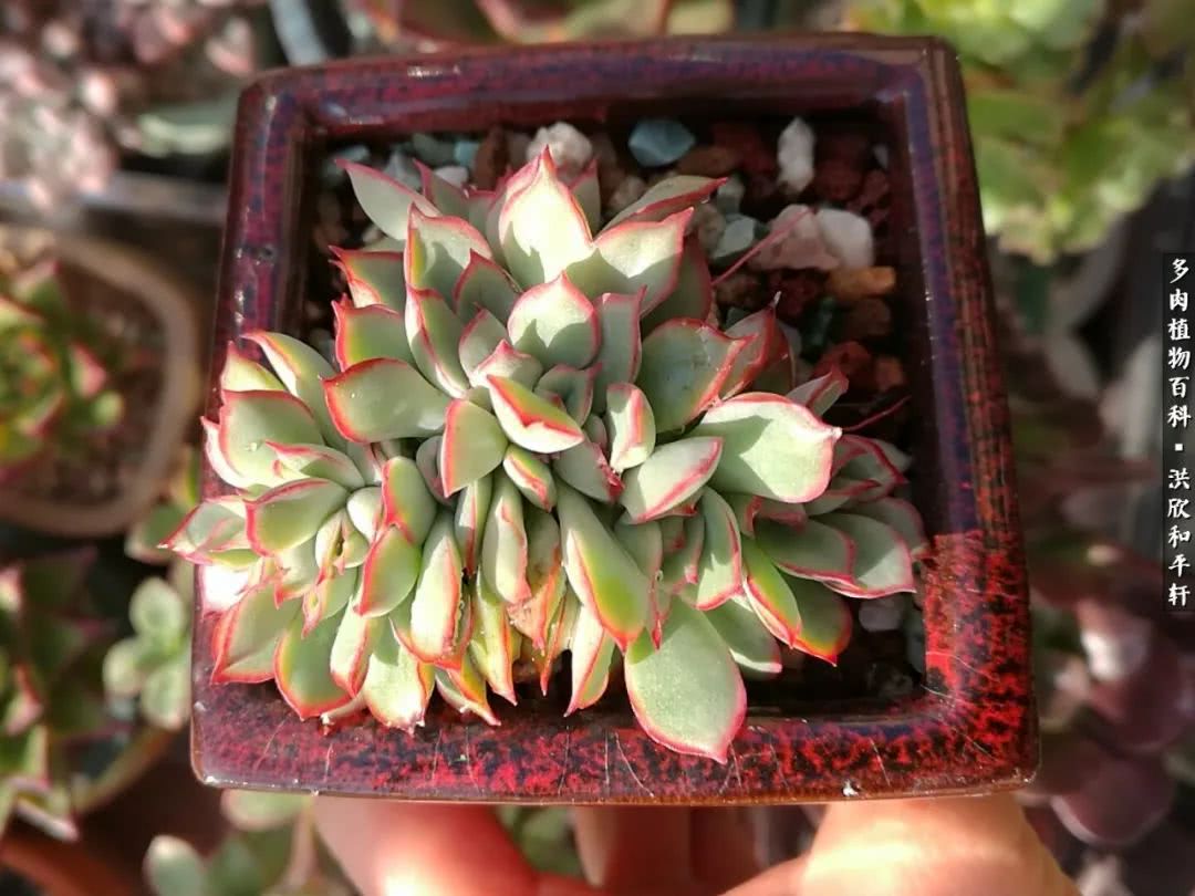 多肉的四季轮回,四季轮回多肉
