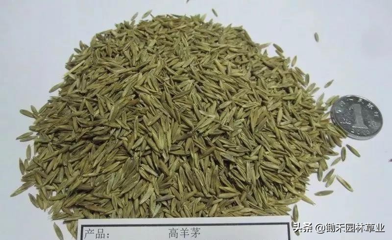 适合盐碱地的植物有哪些,绿化草耐旱品种