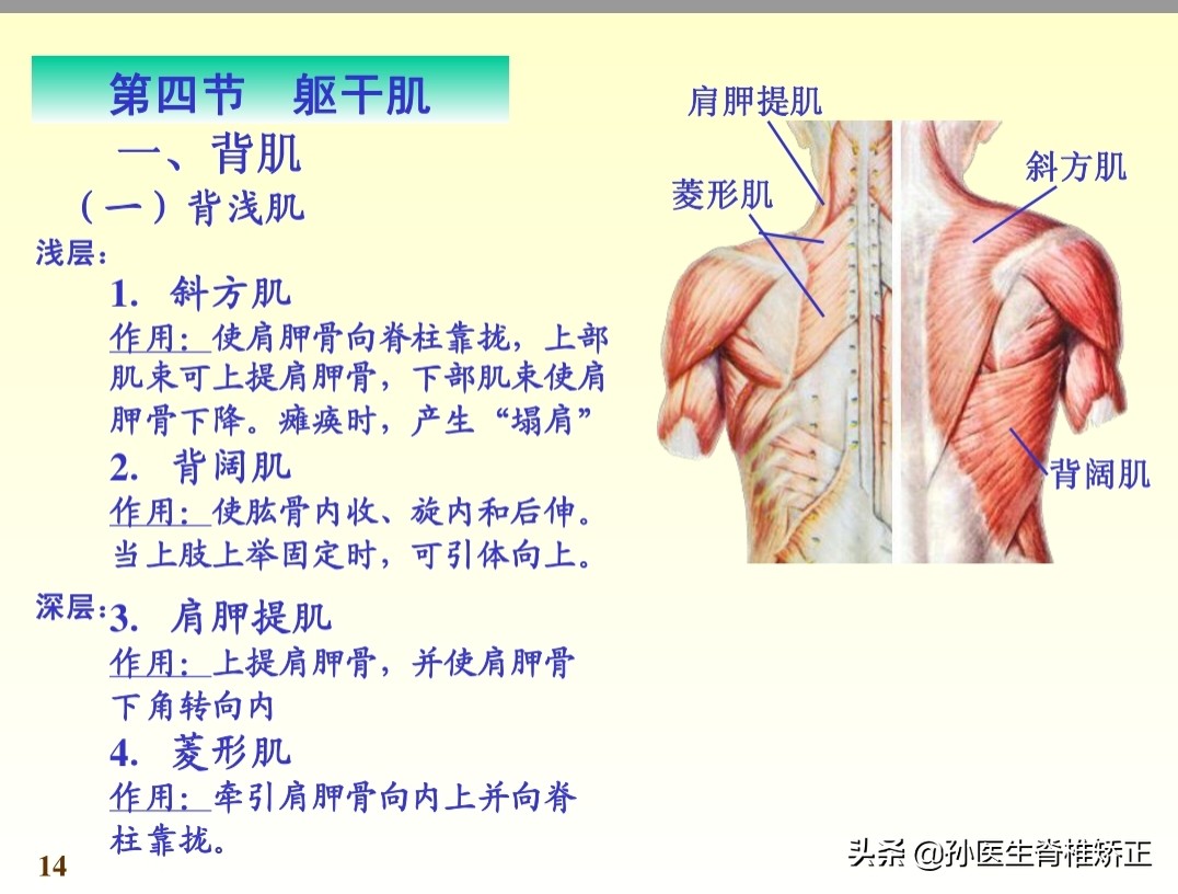 系统解剖学骨学ppt课件,解剖学基本知识ppt课件