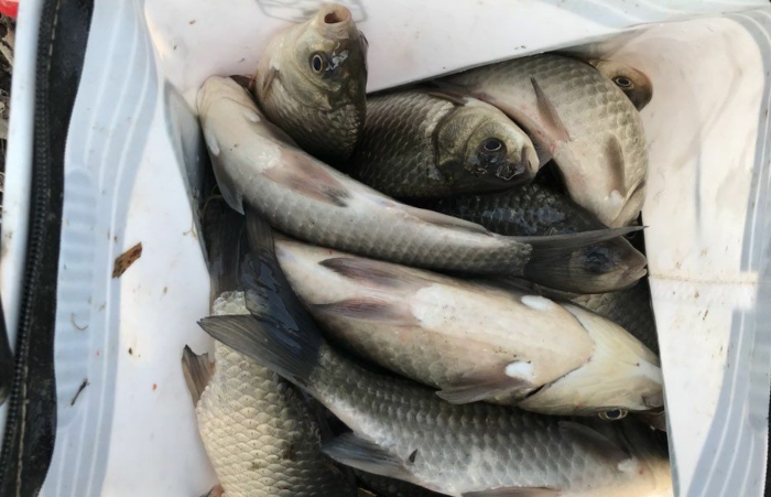 冬季野钓板鲫白天好还是晚上好,板鲫用什么钓效果最好