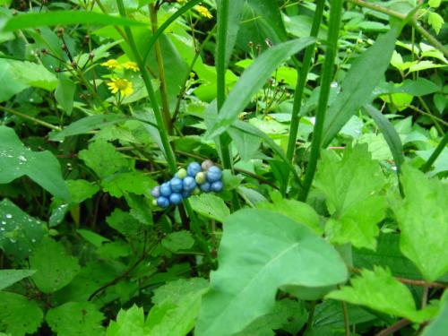 野草治蛇伤,治蛇伤野草