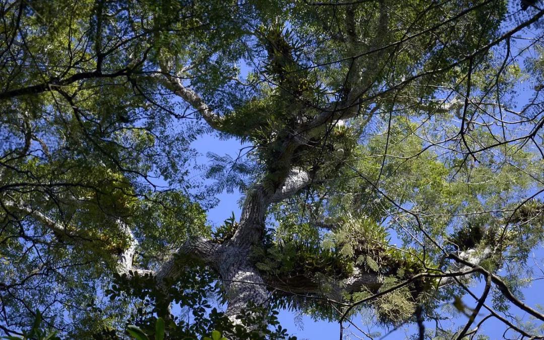 巴西联邦共和国简介（一）