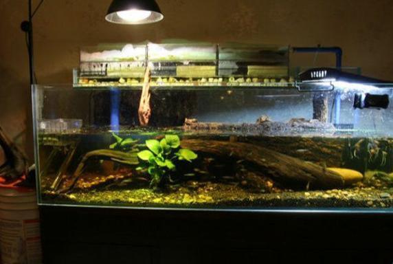 龟缸可以用硝化细菌吗,怎样看龟缸硝化细菌群建立好了