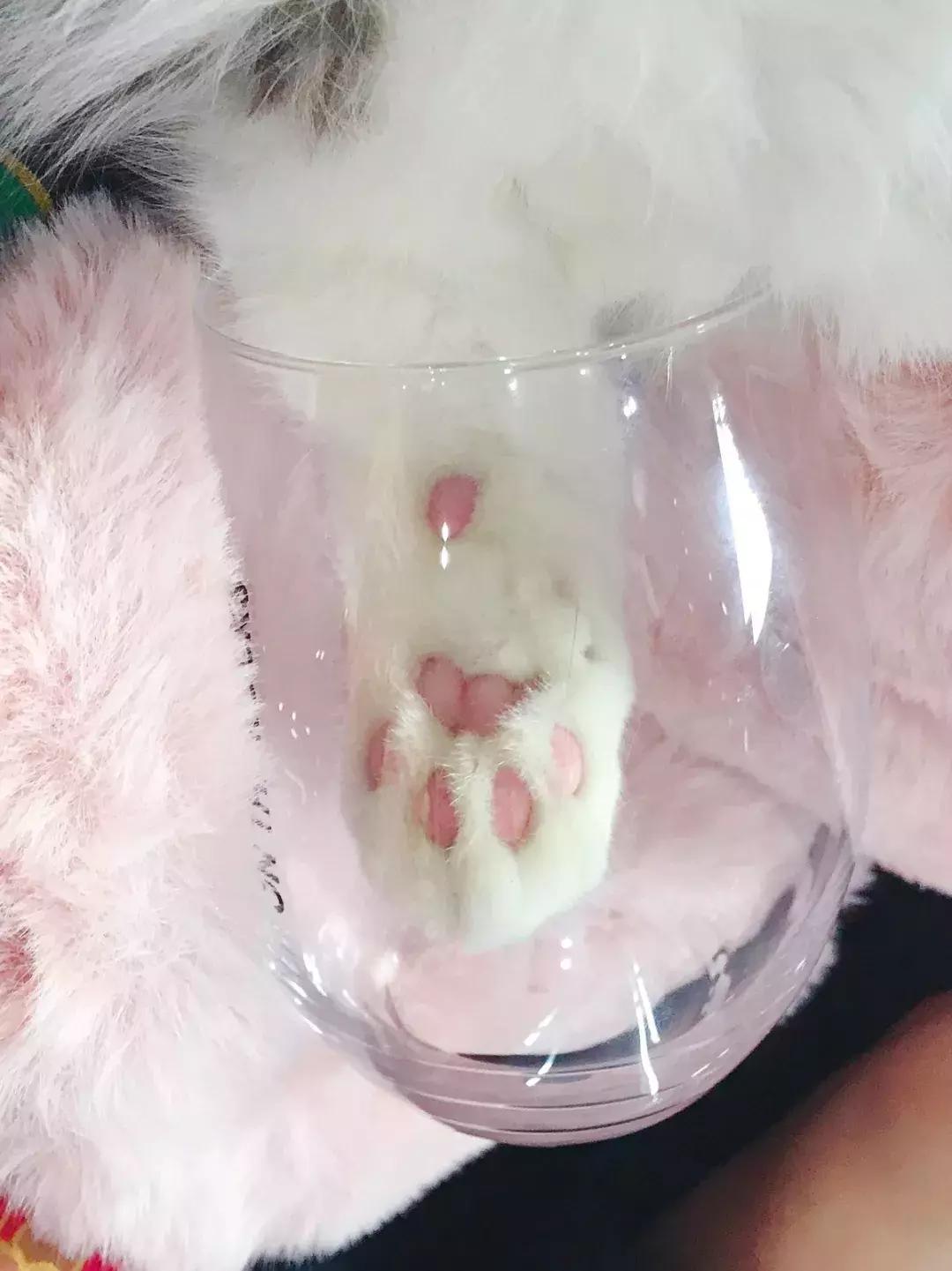 福利社|别抢咯，进来领猫爪杯啦！