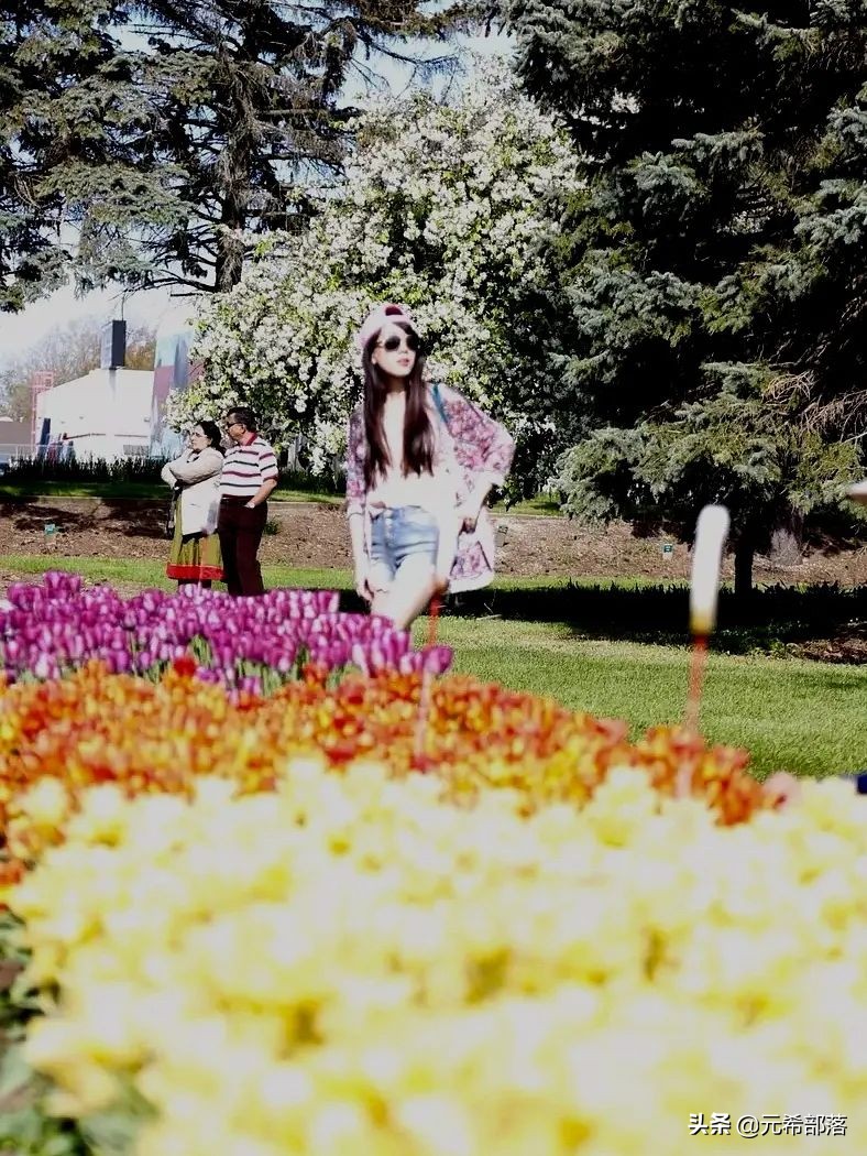 荷兰小镇郁金香盛开,荷兰小镇郁金香花海