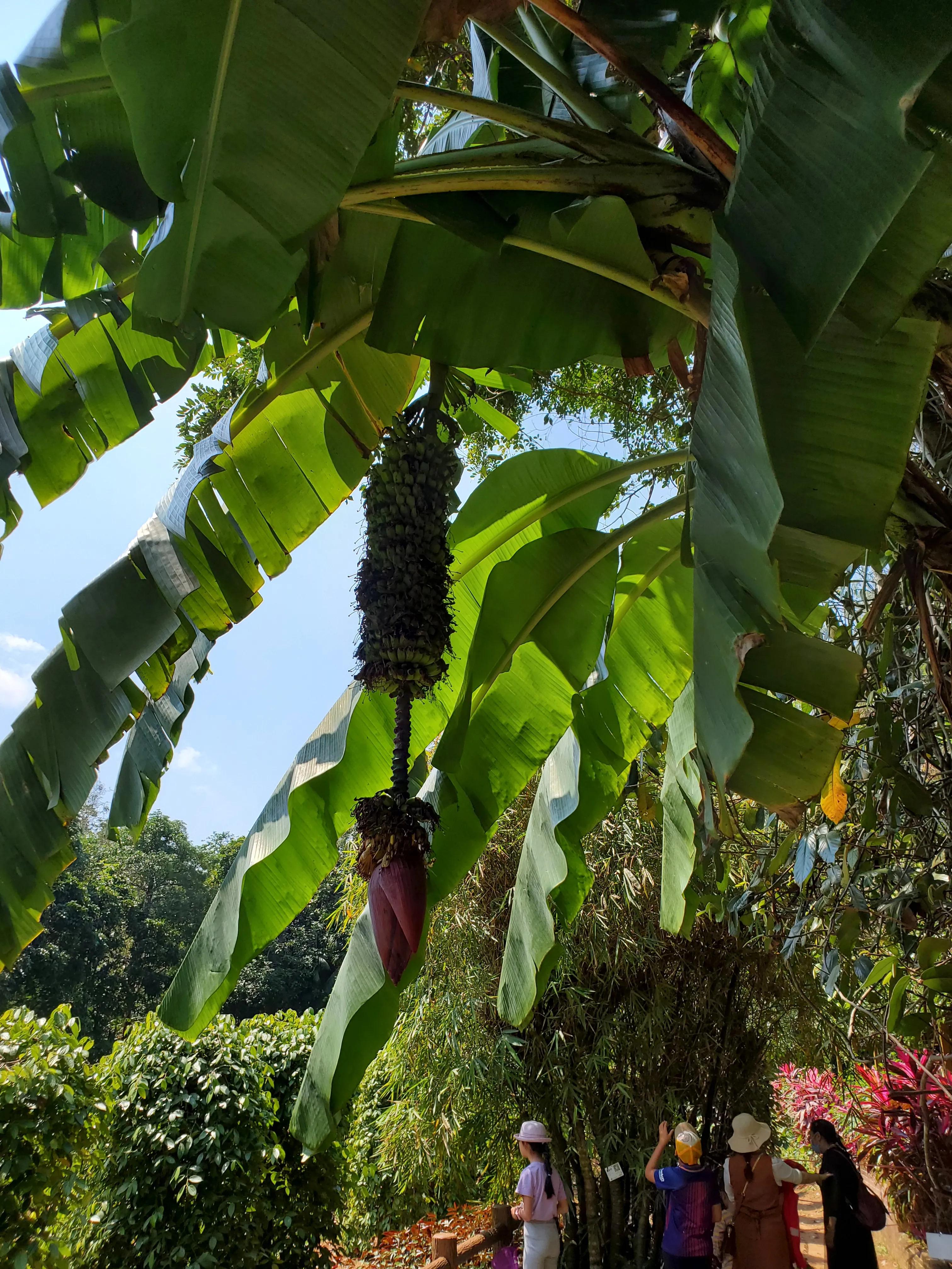 这个冬天我就要去旅行,来三亚享受着冬天里的夏天吧