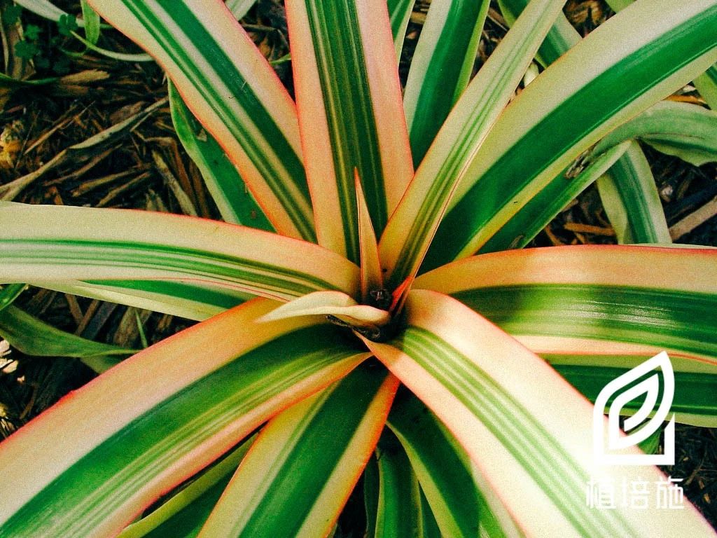 「植培施」艳凤梨Ananascomosuscv.Variegatus温室花卉栽培手册