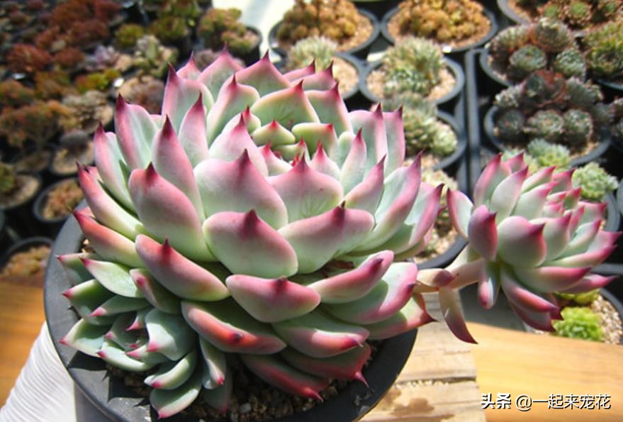 吉娃娃能不能叶插,吉娃娃侧芽多大可以扦插