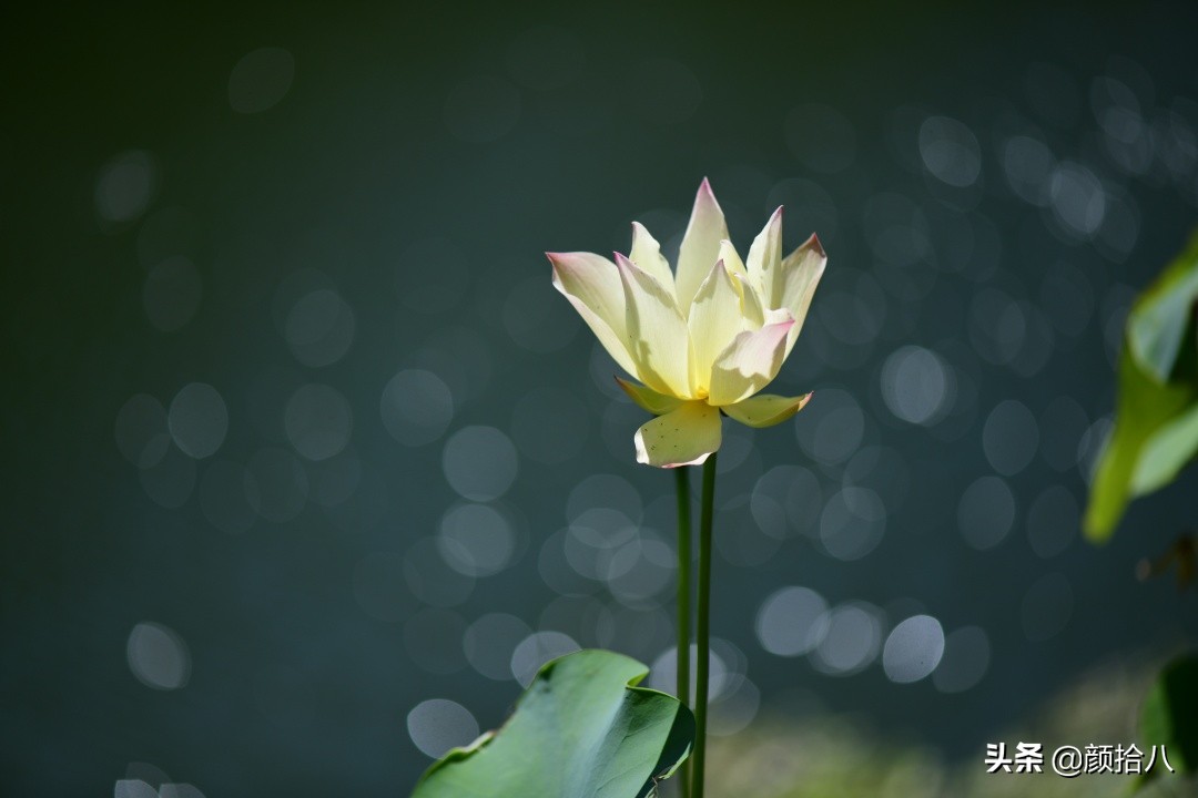 碗莲种藕生长到开花全过程,碗莲种植方法和时间图片