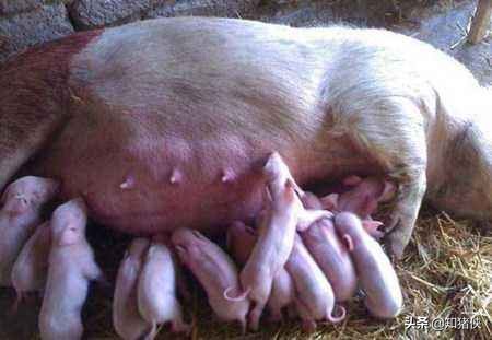 母猪乳房炎怎么治疗最快,母猪乳房炎最佳用药