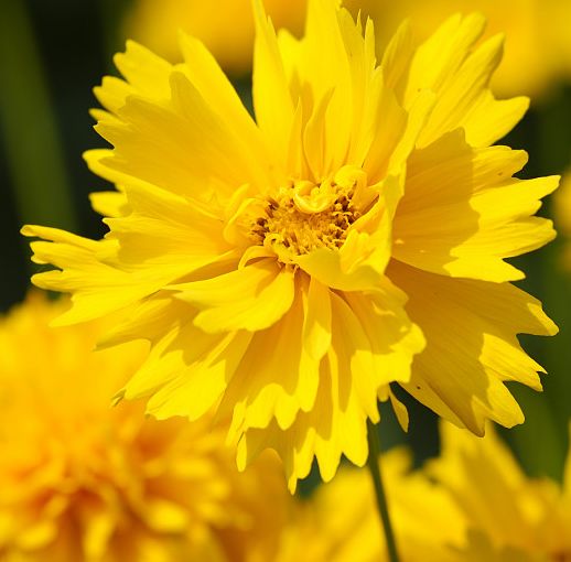 50种鲜切花花语，每个花艺师都要知道