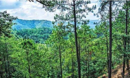 恐龙时代的化石植物,恐龙活化石植物