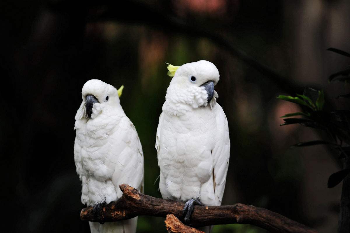 牡丹鹦鹉鸟价格表,所有鹦鹉价格品种大盘点