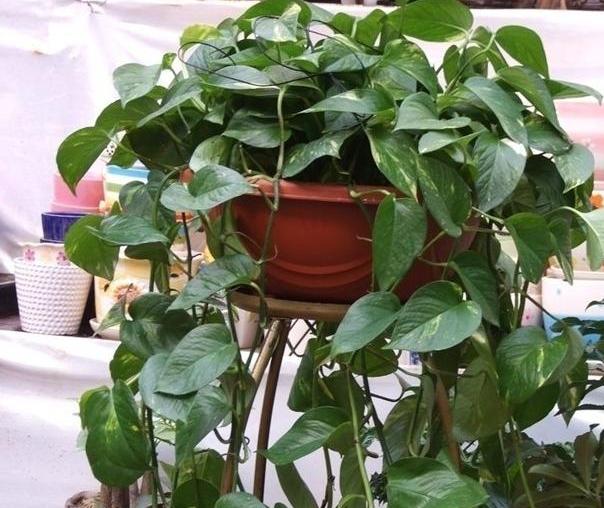 绿萝怎样施肥可以枝繁叶茂,绿萝施肥绿萝怎么养才能更旺盛