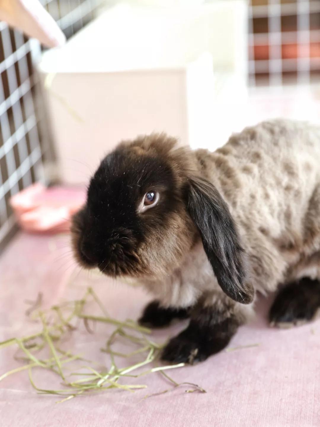 北京有没有撸猫的地方,福州撸兔兔的店