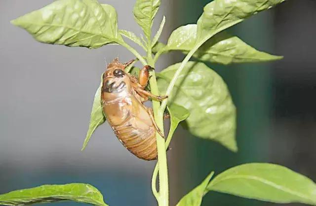 知了和蚱蝉是一种动物吗,知了和蚱蝉有什么区别