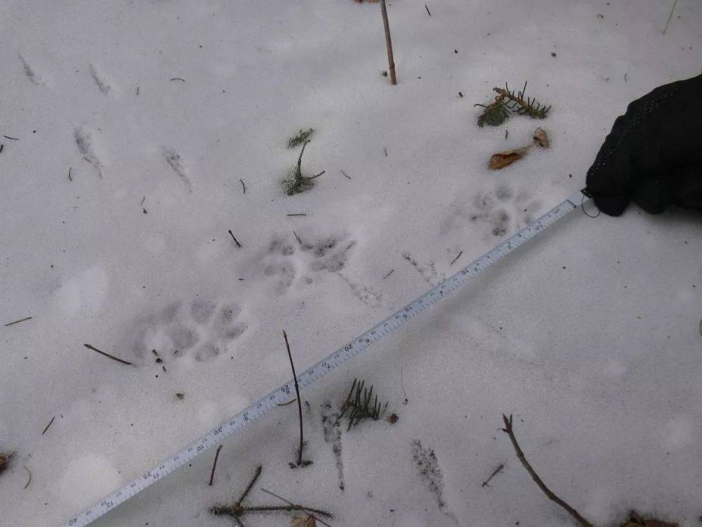 东北的貂有多好看,东北人眼里的貂