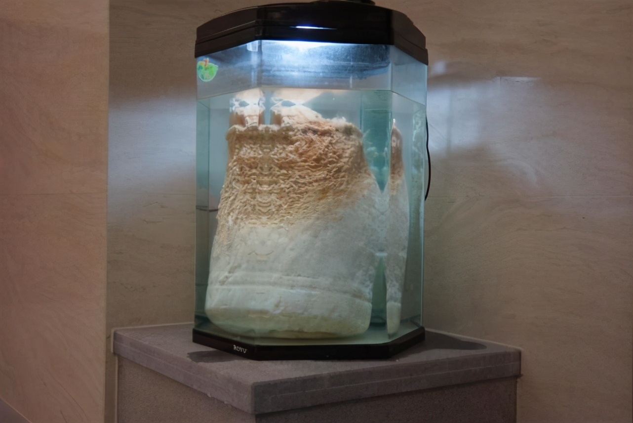 太岁是什么生物为什么很值钱,太岁是什么东西动物还是植物