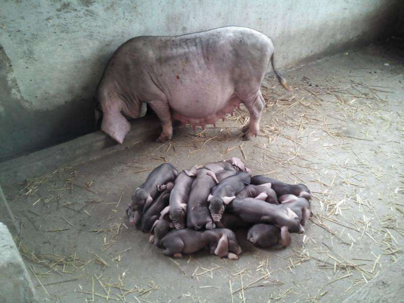 怎么确认*猪种**妊娠,预产期推算及分娩接产技术!