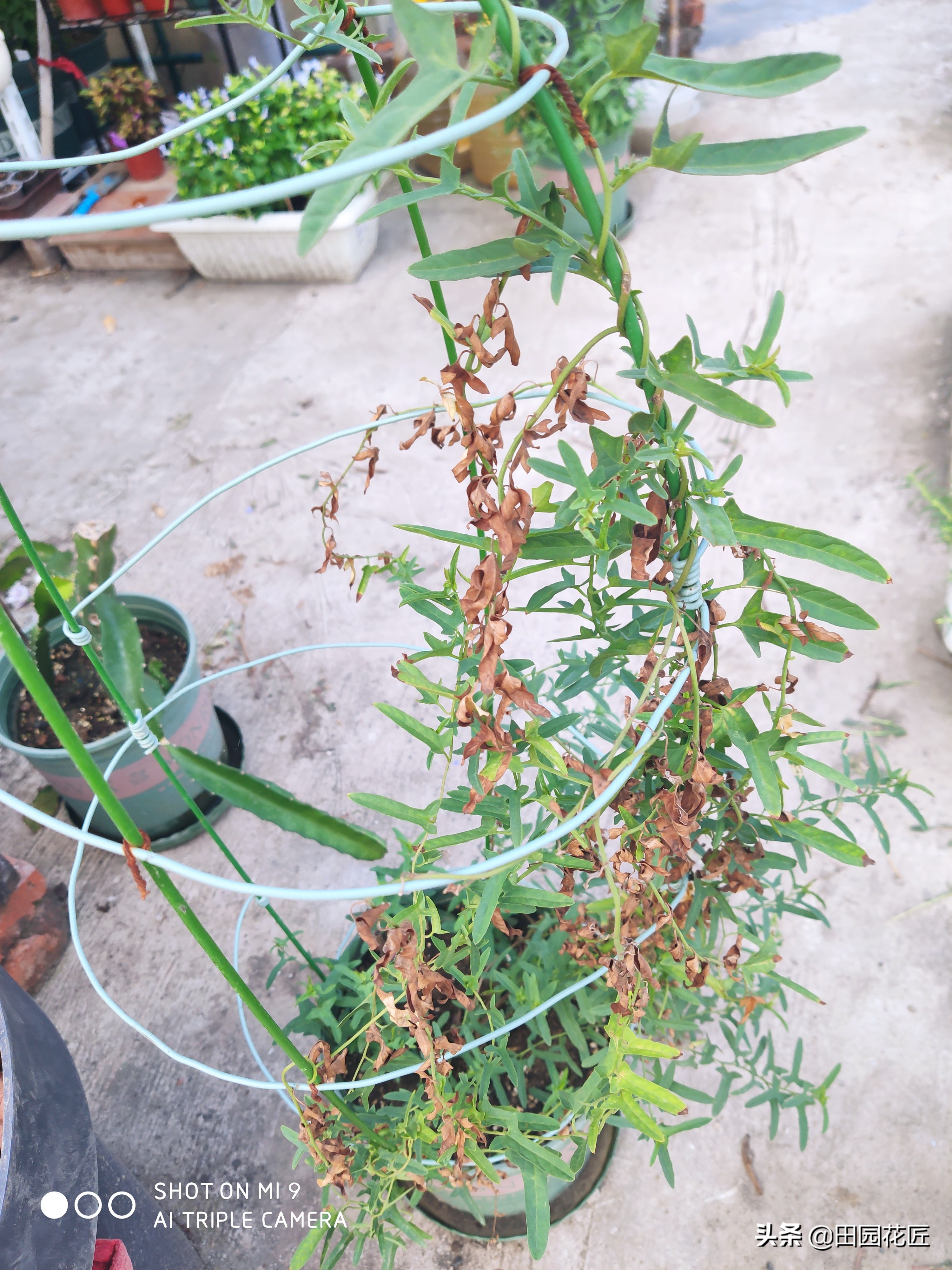 牡丹掐枝黄叶的处理方法,缠枝牡丹叶子发黄怎么处理