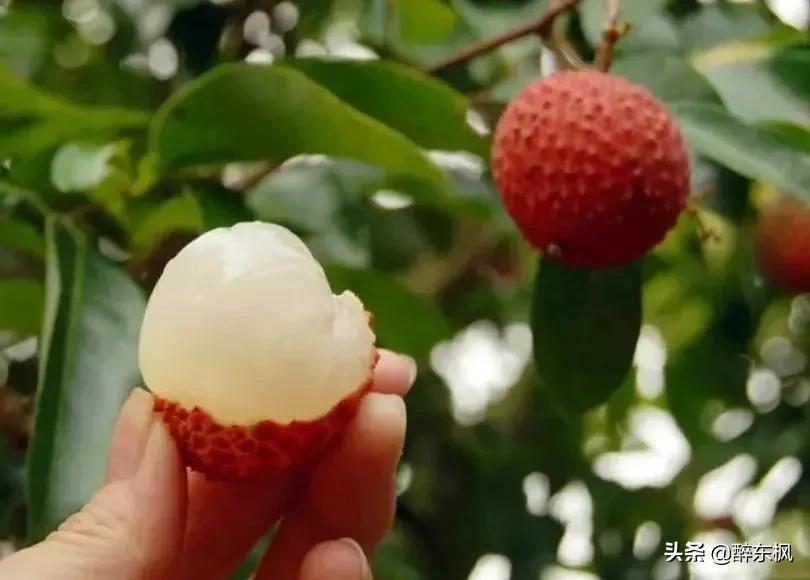 杜牧有诗为证，杨贵妃爱吃荔枝，成就了一荔枝品牌“妃子笑”