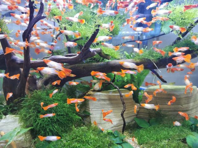 新手鱼友去水族店如何选鱼？