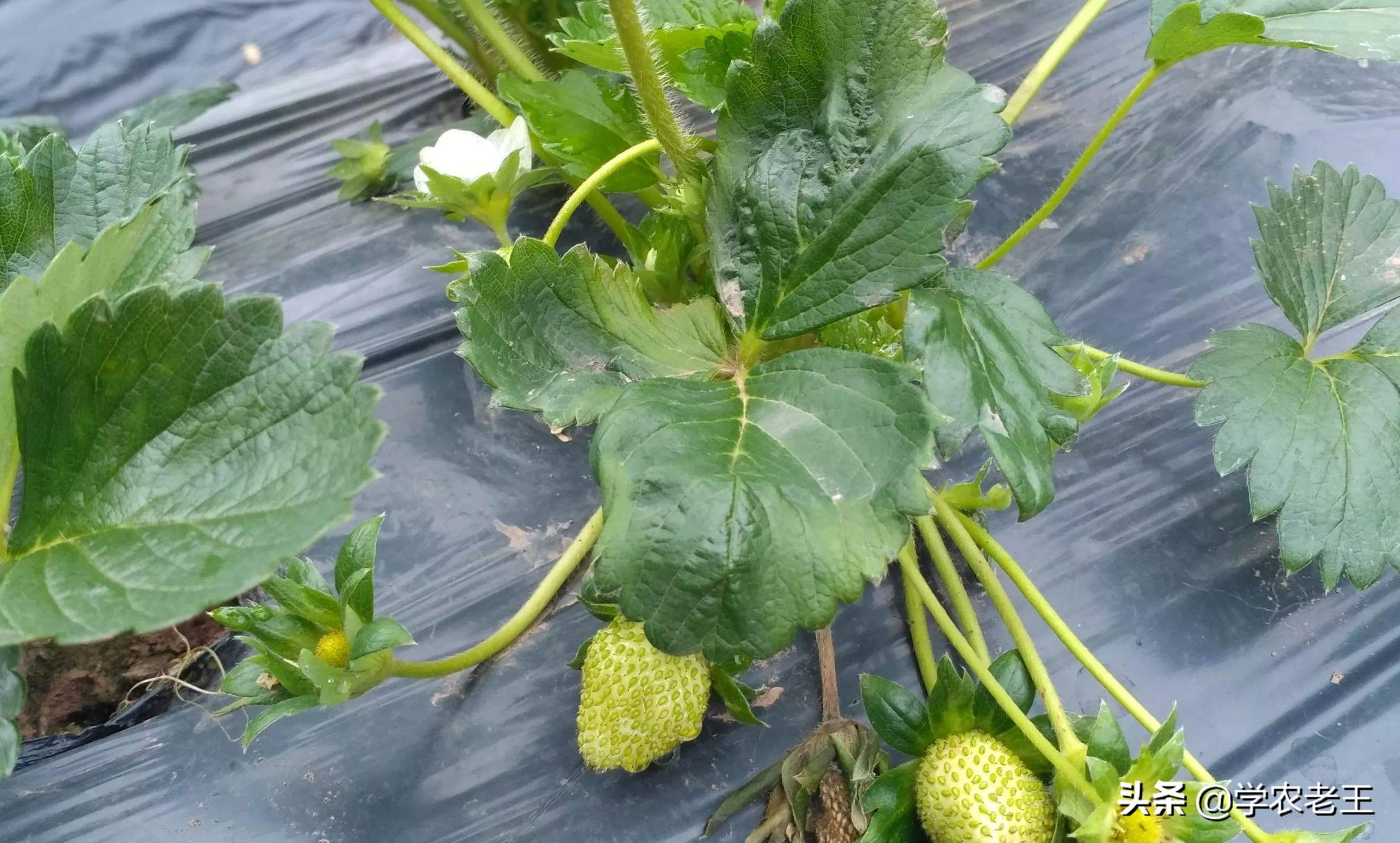 7月草莓苗用什么控旺好,草莓苗用亚硫酸钾控旺怎么用量