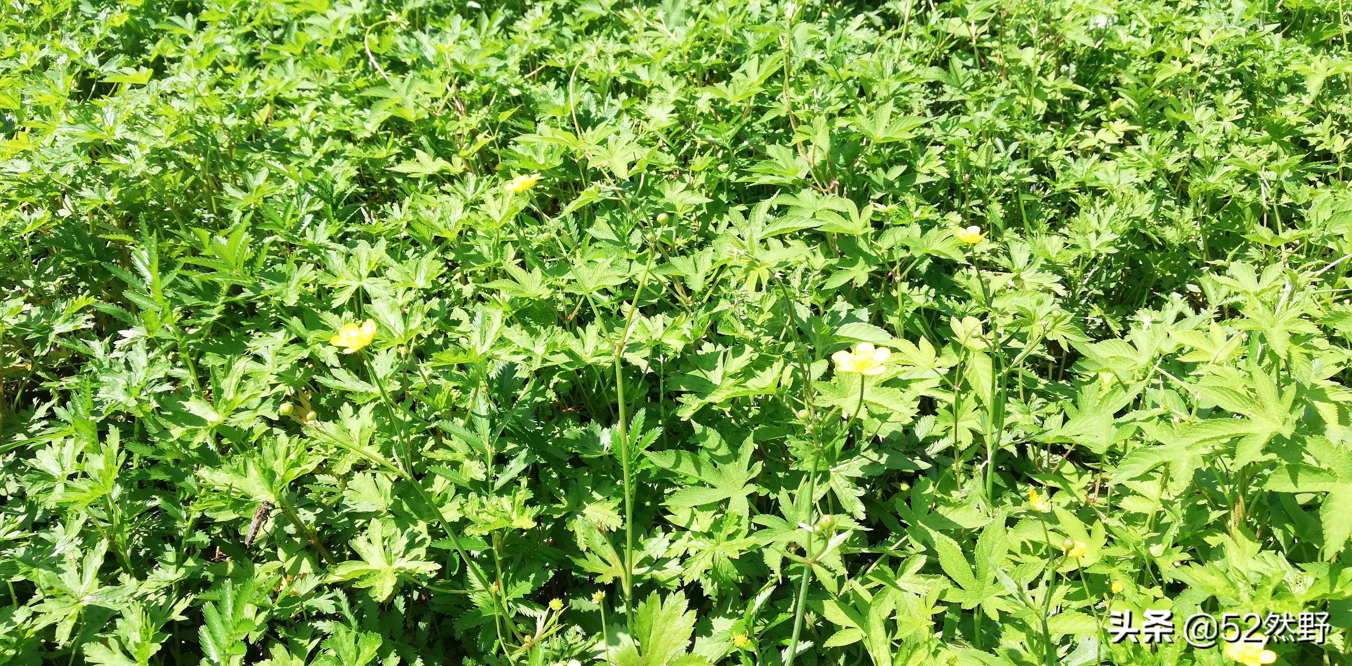 燕山唯一丹霞长嵯，山村溪水野草闲花
