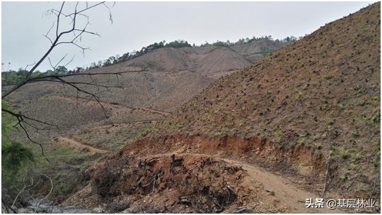 杉木萌芽怎么处理,杉木苗怎么发芽