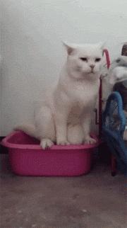 猫咪尿液除臭小苏打的使用方法,猫咪往床上尿尿了买什么除臭