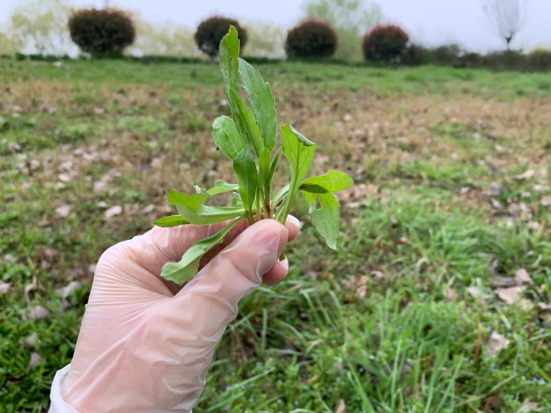 南京城市野菜猎人实录