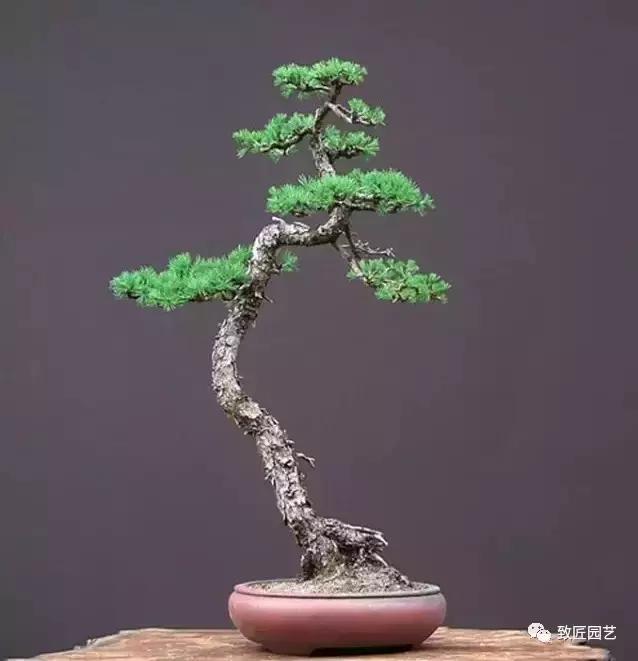 泰山松文人盆景,山松盆景100幅欣赏