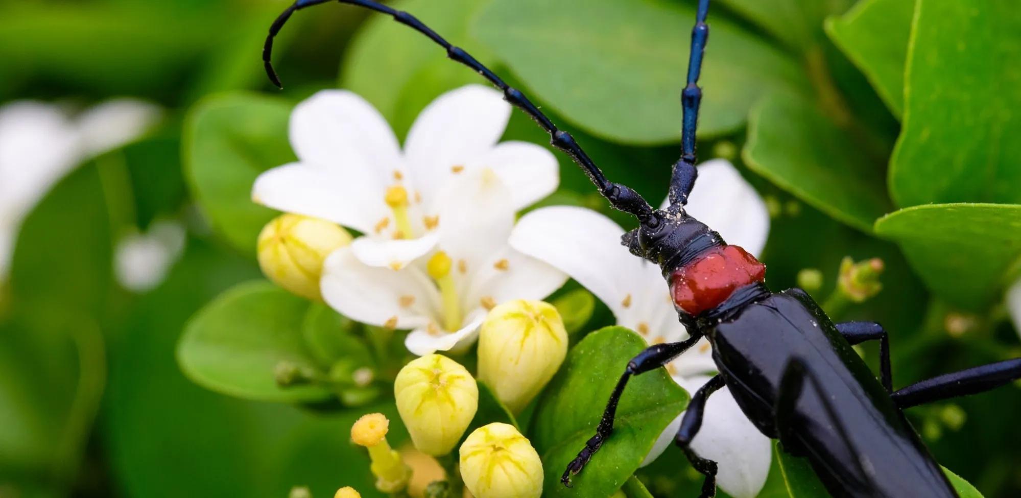 九里香养殖方法养几年才能开花呢,九里香盆景的养殖方法和注意事项