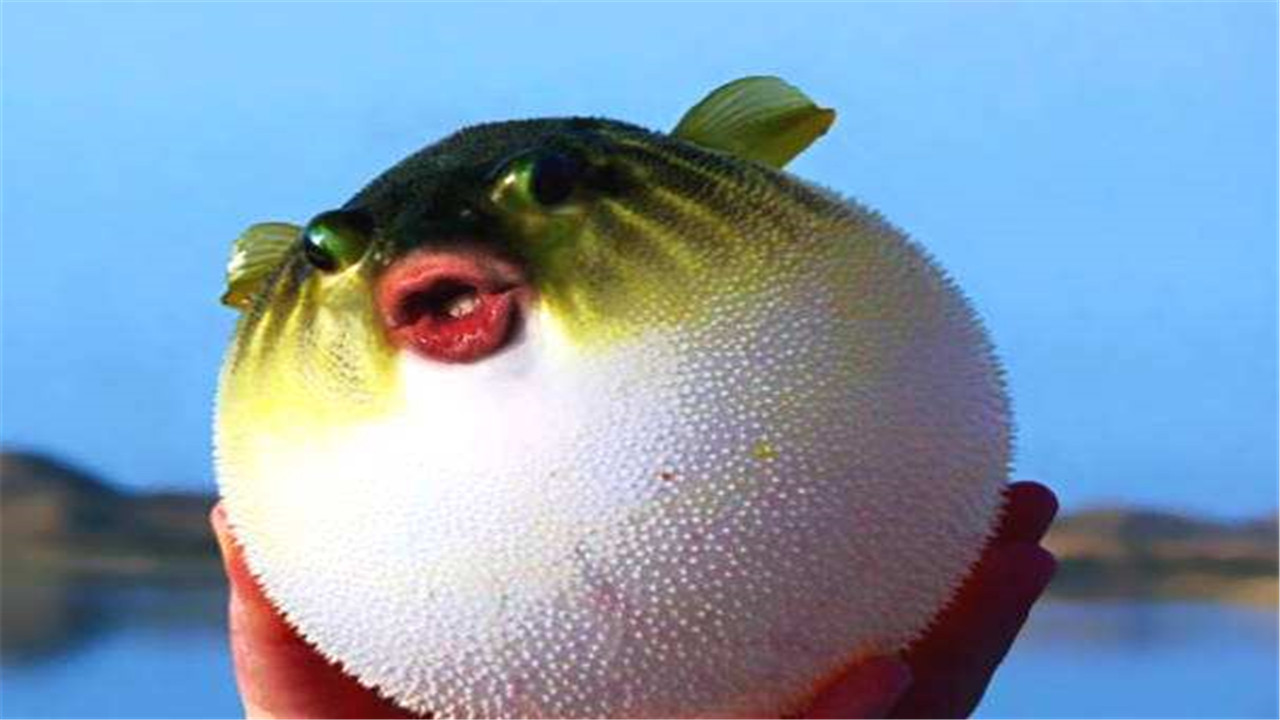 河豚怎么养殖最好,河豚的养殖技术视频