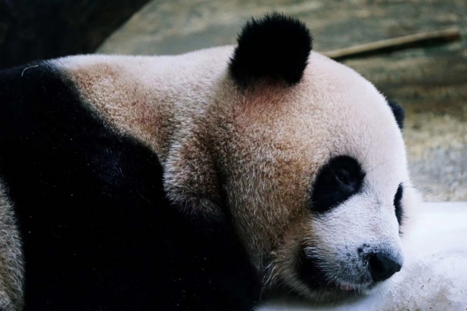 索尼微单a5100怎么导出视频 (索尼微单a5100可以拍视频吗)