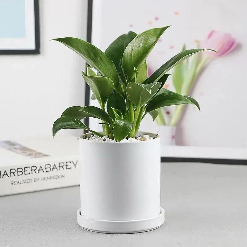 室内清除甲醛的花,吸甲醛又无毒的花