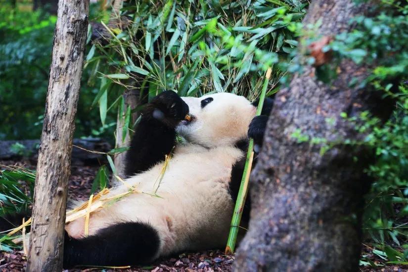 贡嘎山的徒步,贡嘎雪山大环线徒步游记