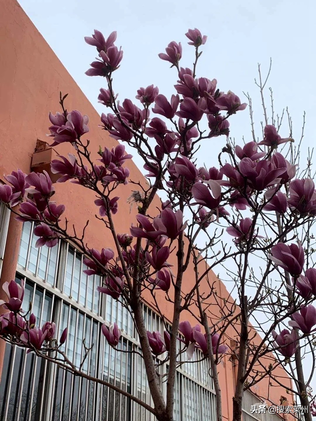 春满校园春暖花开,沙河镇中心小学校园