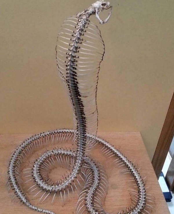 毒蛇经常出没的地方,广西蛇频繁出没