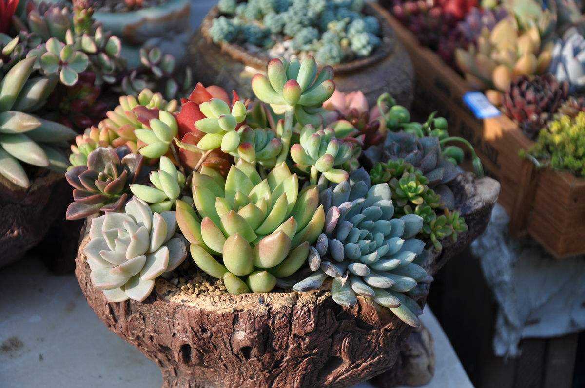 多肉烂根要如何处理？生死回转有妙招，自己在家就能救