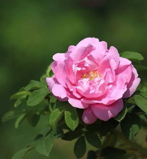怎样做玫瑰花酱才没有涩味,做玫瑰花酱用白糖好还是红糖好