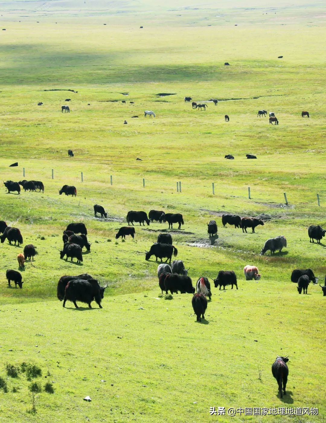 中国薯都地址在哪里,中国薯都为什么是定西