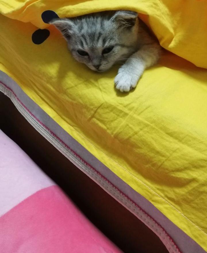 英短1200元靠谱吗,一千元的英短靠谱吗